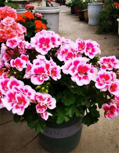 你的阳台还有位置吗?养棵“花仙子”吧,好养易打理,四季有花看