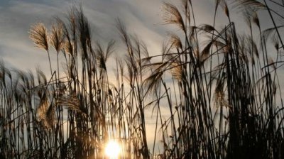 ​伤心爱情短信大全 让人泪下的伤感短信