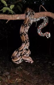 动物世界-红尾蚺