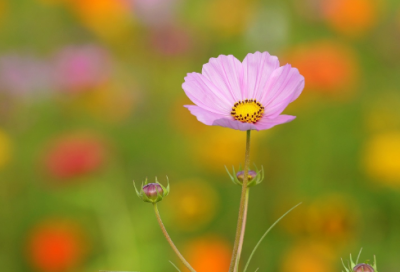 ​搞笑情人节说说-52句