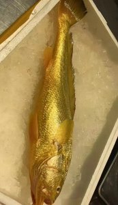 讲解养殖大黄鱼与野生大黄鱼的区别及深海野生大黄鱼多少钱一斤