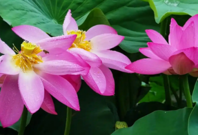 ​工作导师寄语简短85句