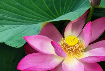 ​爱国宣传标语