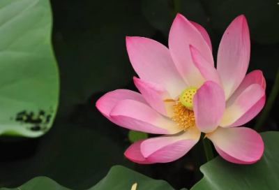 ​销售话术优选99句