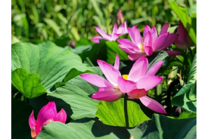 ​国培心得反思