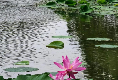 ​人生若只如初见的美句