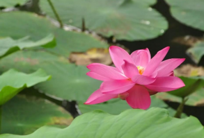 ​最近很火唱给母亲的歌