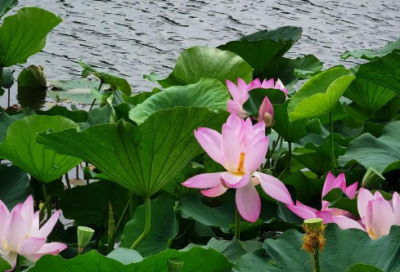 ​做人道理优选105句