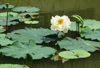 ​十九岁生日寄语