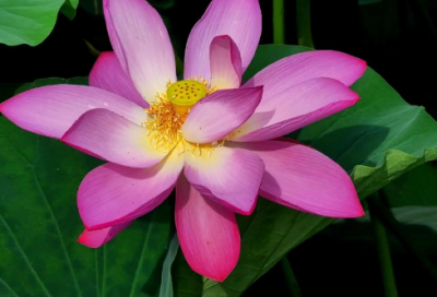 ​七夕情人节美文句子