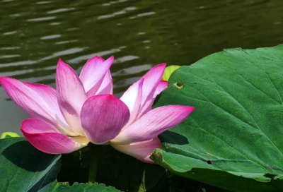 ​在一起99天的情话超长