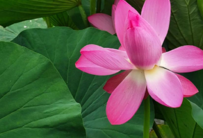 ​排比描写的句子-69句