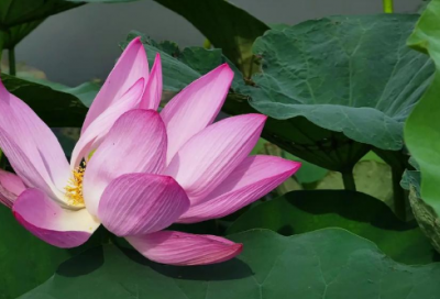 ​百日誓师心得体会