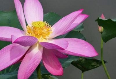 ​爱迪生的资料