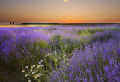 ​爱情打油诗精选169句