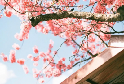 ​最经典端午节广告语80句