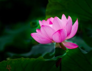 出淤泥而不染,为什么别人说你出淤泥而不染?