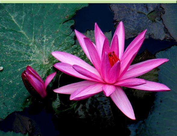 出淤泥而不染是怎样的境界