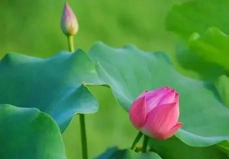 出淤泥而不染，为什么别人说你出淤泥而不染？图3