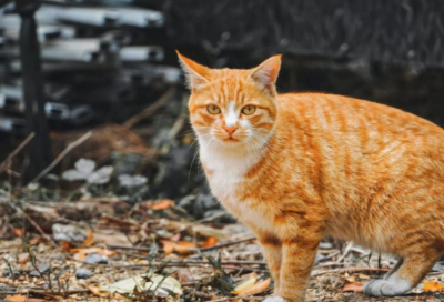 ​精诚所至 金石为开优选42句