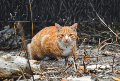 ​适合群发的微信问候语【优选32句】