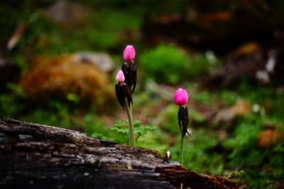 高原郁金香—桃儿七
