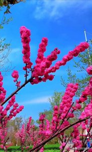 岁月无情人有情,桃花树下不老翁,只要留得健康在七老八十似玩童