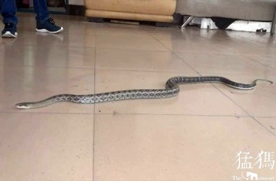 惊险!2米长蛇幼儿园门口“散步”