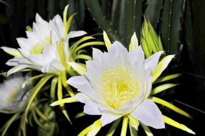 吃过火龙果,但你见过它开花的样子吗?