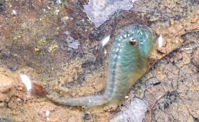 合肥大蜀山再掀神秘风潮,真假“仙女虾”之争正酣,你敢信吗?