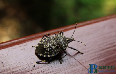 消灭臭虫的方法