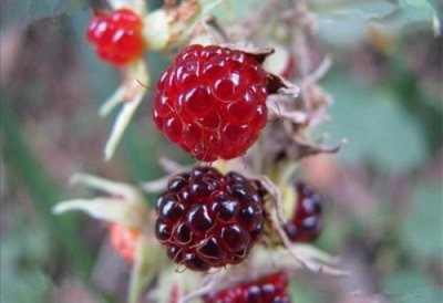 大乌泡生于山坡及沟谷阴处灌木林内或林缘,果实成熟为黑色