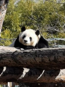 与动物迟到的约会 北京动物园游览全攻略