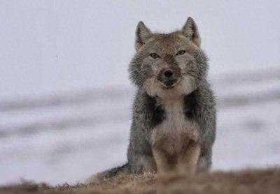 青海都兰惊现藏狐!大方脸表情包狐狸竟有神秘用途?