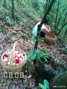 广西容县特产,1000块钱一斤的野生红菇,很补