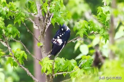黑冠鹃隼首现漯河市沙河国家湿地公园