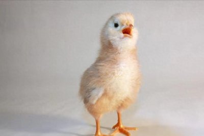 ​鸡新城疫病毒怎么预防和治疗？鸡新城疫的症状表现及防治？