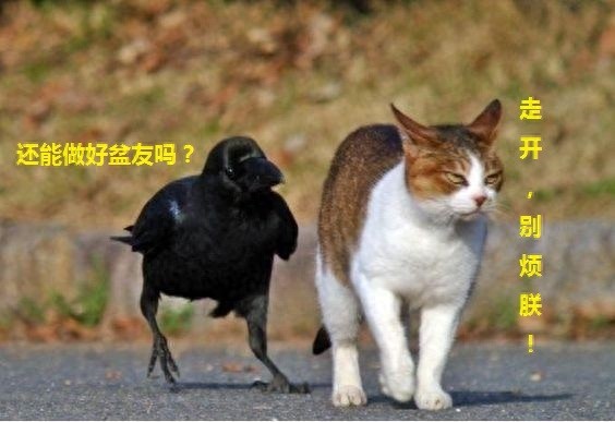 [原创]调皮凶悍又聪明，乌鸦比你想象的厉害百倍！