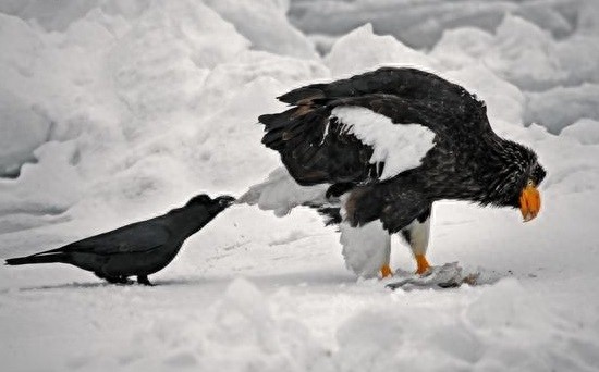 [原创]调皮凶悍又聪明，乌鸦比你想象的厉害百倍！