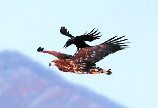 [原创]调皮凶悍又聪明，乌鸦比你想象的厉害百倍！