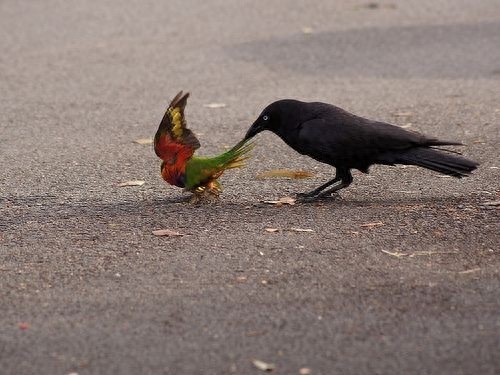 [原创]调皮凶悍又聪明，乌鸦比你想象的厉害百倍！