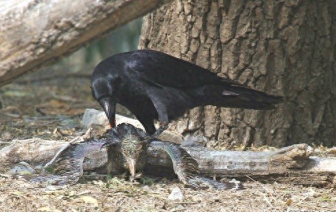 [原创]调皮凶悍又聪明，乌鸦比你想象的厉害百倍！