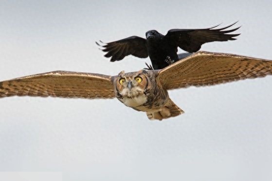 [原创]调皮凶悍又聪明，乌鸦比你想象的厉害百倍！