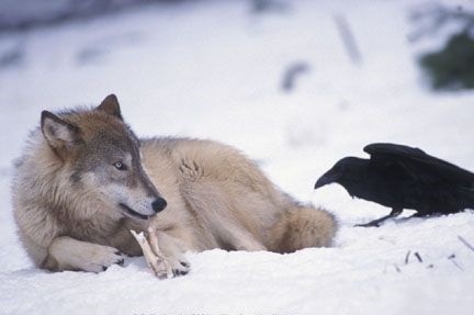 [原创]调皮凶悍又聪明，乌鸦比你想象的厉害百倍！