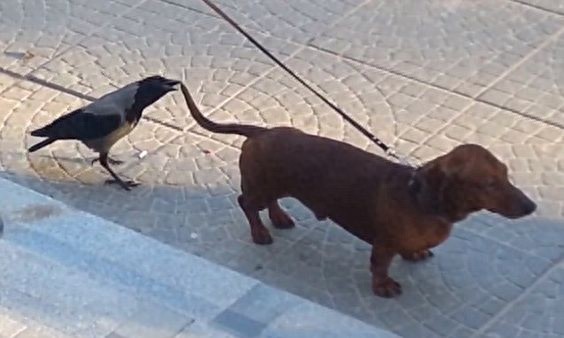 [原创]调皮凶悍又聪明，乌鸦比你想象的厉害百倍！