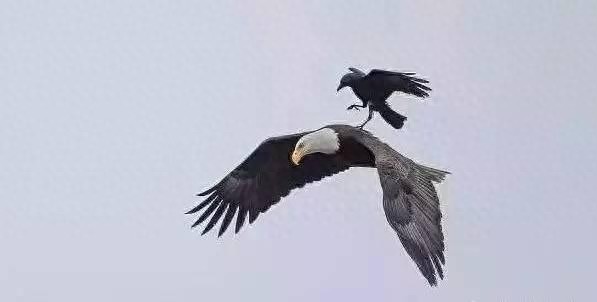 [原创]调皮凶悍又聪明，乌鸦比你想象的厉害百倍！