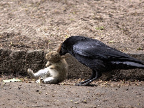 [原创]调皮凶悍又聪明，乌鸦比你想象的厉害百倍！