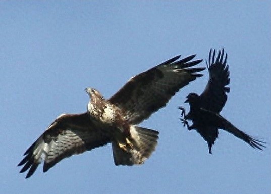 [原创]调皮凶悍又聪明，乌鸦比你想象的厉害百倍！