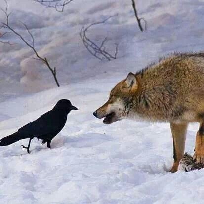 [原创]调皮凶悍又聪明，乌鸦比你想象的厉害百倍！