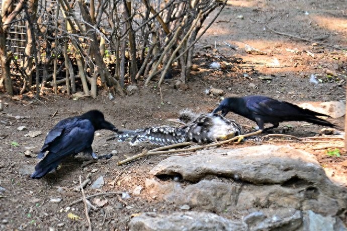 [原创]调皮凶悍又聪明，乌鸦比你想象的厉害百倍！